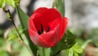 Première tulipe à Lafarre en Haute-Loire