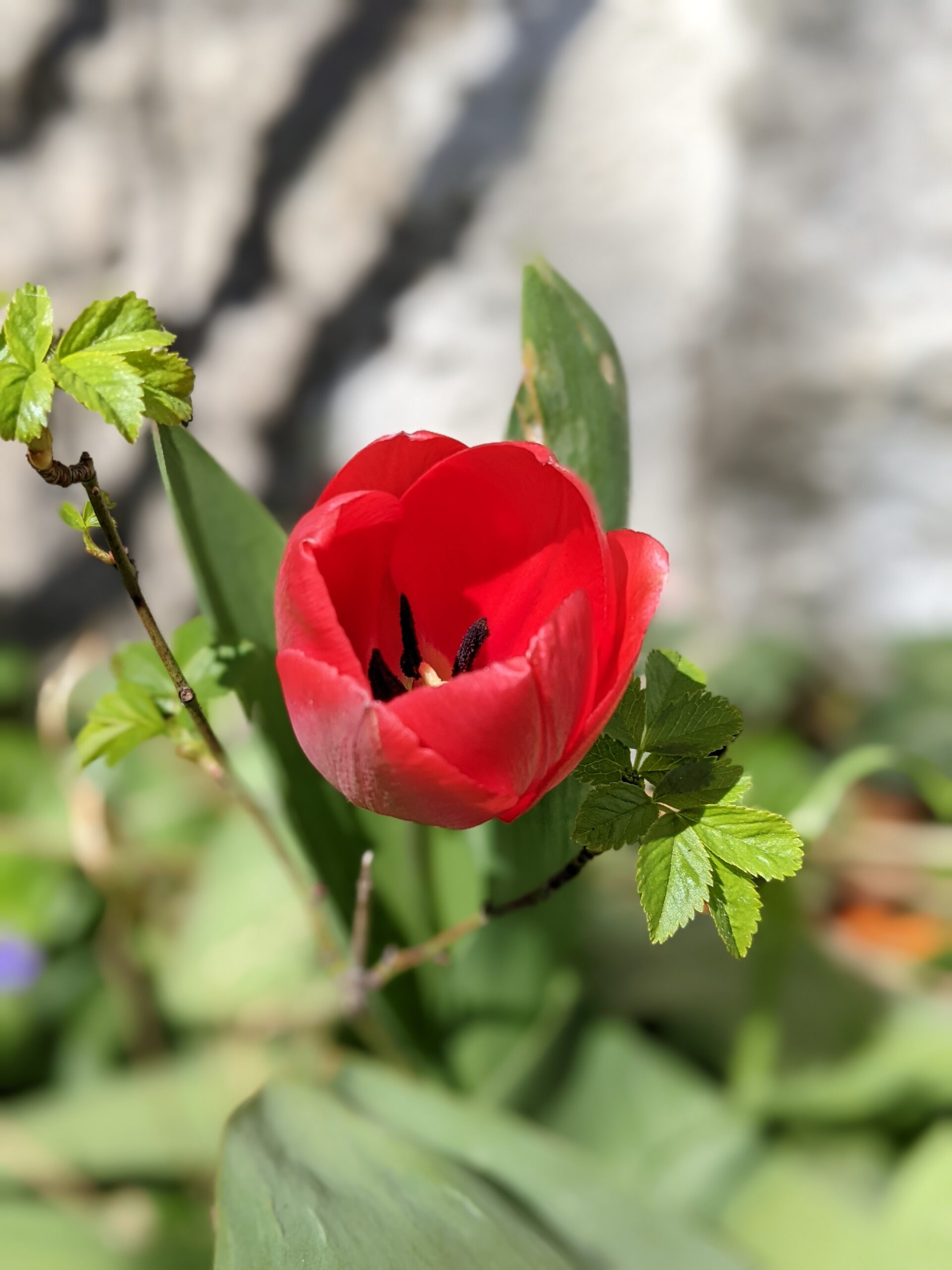Première tulipe à Lafarre en Haute-Loire